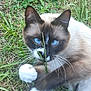 animal, blue_eyes, cat, close_up, curious, cute, domestic_cat, fur, grass, greenery, mammal, nature, outdoor, paw, pet, playful, siamese_cat, whisker, whiskers, young_cat