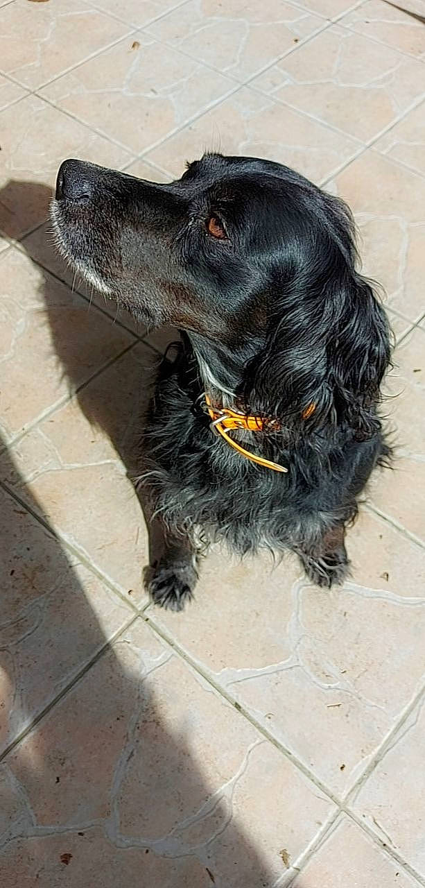 Lexy a rejoint le concours — aidez-le/la à gagner de superbes lots ! borador, canidae, carnivore, collar, companion_dog, dog, dog_breed, dog_collar, flooring, fur, gun_dog, hunting_dog, liver, retriever, spaniel, sporting_group, terrestrial_animal, whiskers, working_animal, working_dog