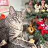 Timon participe au concours pour gagner de l'argent avec cette photo : abyssinian, accessories, animal, architecture, building, cat, christmas, christmasdecorations, christmastree, couch, festival, fir, flower, furniture, kitten, manx, ornament, pet, plant, tree