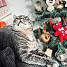 Timon a rejoint le concours — aidez-le/la à gagner de superbes lots ! abyssinian, accessories, animal, architecture, building, cat, chair, christmas, christmasdecorations, christmastree, couch, festival, fir, furniture, kitten, manx, ornament, pet, plant, tree