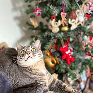Timon participe au concours pour gagner de l'argent avec cette photo : abyssinian, accessories, animal, architecture, building, cat, christmas, christmasdecorations, christmastree, couch, festival, fir, furniture, kitten, manx, ornament, person, pet, plant, tree