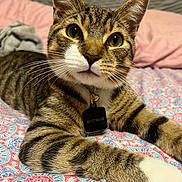 Mufasa is registered to the contest to win money with this photo: animal, bed, bedspread, blanket, cat, closeup, collar, cozy, cute, feline, fur, indoor, paws, pet, relaxed, resting, striped, tabby, tag, whiskers