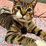 animal, bed, bedspread, blanket, cat, closeup, collar, cozy, cute, feline, fur, indoor, paws, pet, relaxed, resting, striped, tabby, tag, whiskers