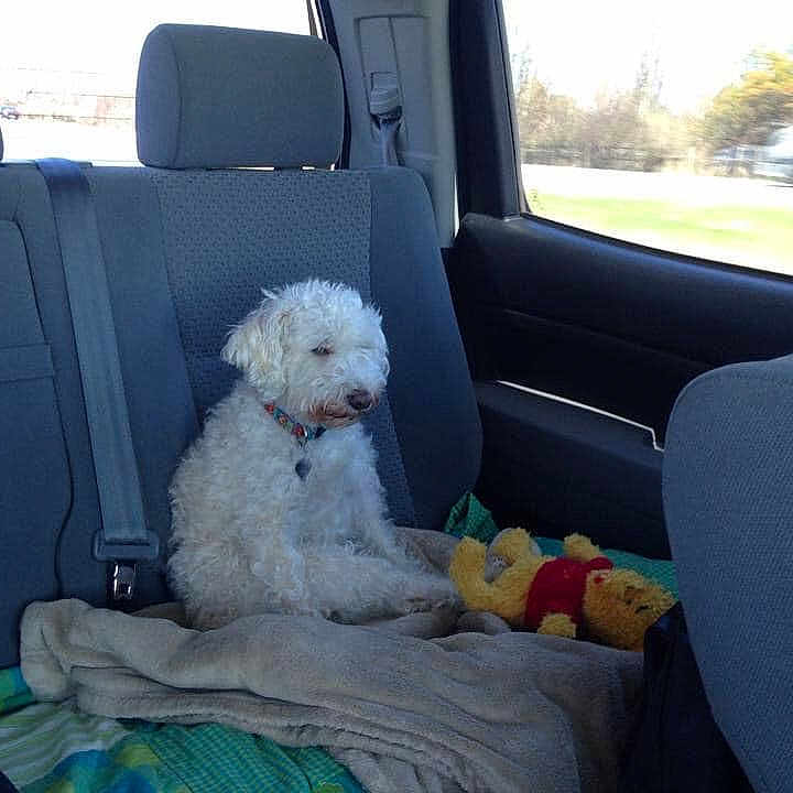 Ami joined the competition — help win amazing prizes! canidae, car, car_seat, car_seat_cover, carnivore, companion_dog, dog, dog_breed, goldendoodle, labradoodle, lagotto_romagnolo, maltese, miniature_poodle, non_sporting_group, poodle, puppy, sporting_group, toy_dog, toy_poodle, vehicle