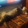 animal, blurred, brown, cat, cozy, furniture, home, indoor, laid_back, orange, patterned, person, pet, relaxed, resting, screen, sleeping, tabby, tablecloth, television
