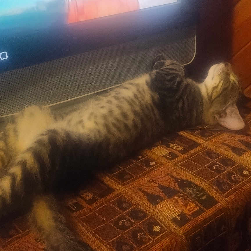 Little Butt joined the competition — help win amazing prizes! animal, blurred, brown, cat, cozy, furniture, home, indoor, laid_back, orange, patterned, person, pet, relaxed, resting, screen, sleeping, tabby, tablecloth, television