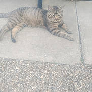 Xboy joined the competition — help win amazing prizes! animal, broom, brown, calm, cat, concrete, daytime, fence, gray, lying_down, nature, outdoor, patio, pebbles, pet, quiet, relaxed, sidewalk, striped, tabby_cat