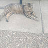 animal, broom, brown, calm, cat, concrete, daytime, fence, gray, lying_down, nature, outdoor, patio, pebbles, pet, quiet, relaxed, sidewalk, striped, tabby_cat