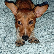 Bali a rejoint le concours — aidez-le/la à gagner de superbes lots ! dog, brown_dog, large_ears, lying_down, fluffy_blanket, close_up, pet, canine, animal, cozy, indoor, curious, cute, fur, paw, snout, whiskers, domestic_animal, relaxed, sleepy