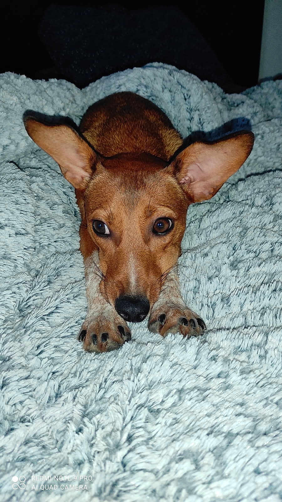 Bali a rejoint le concours — aidez-le/la à gagner de superbes lots ! dog, brown_dog, large_ears, lying_down, fluffy_blanket, close_up, pet, canine, animal, cozy, indoor, curious, cute, fur, paw, snout, whiskers, domestic_animal, relaxed, sleepy