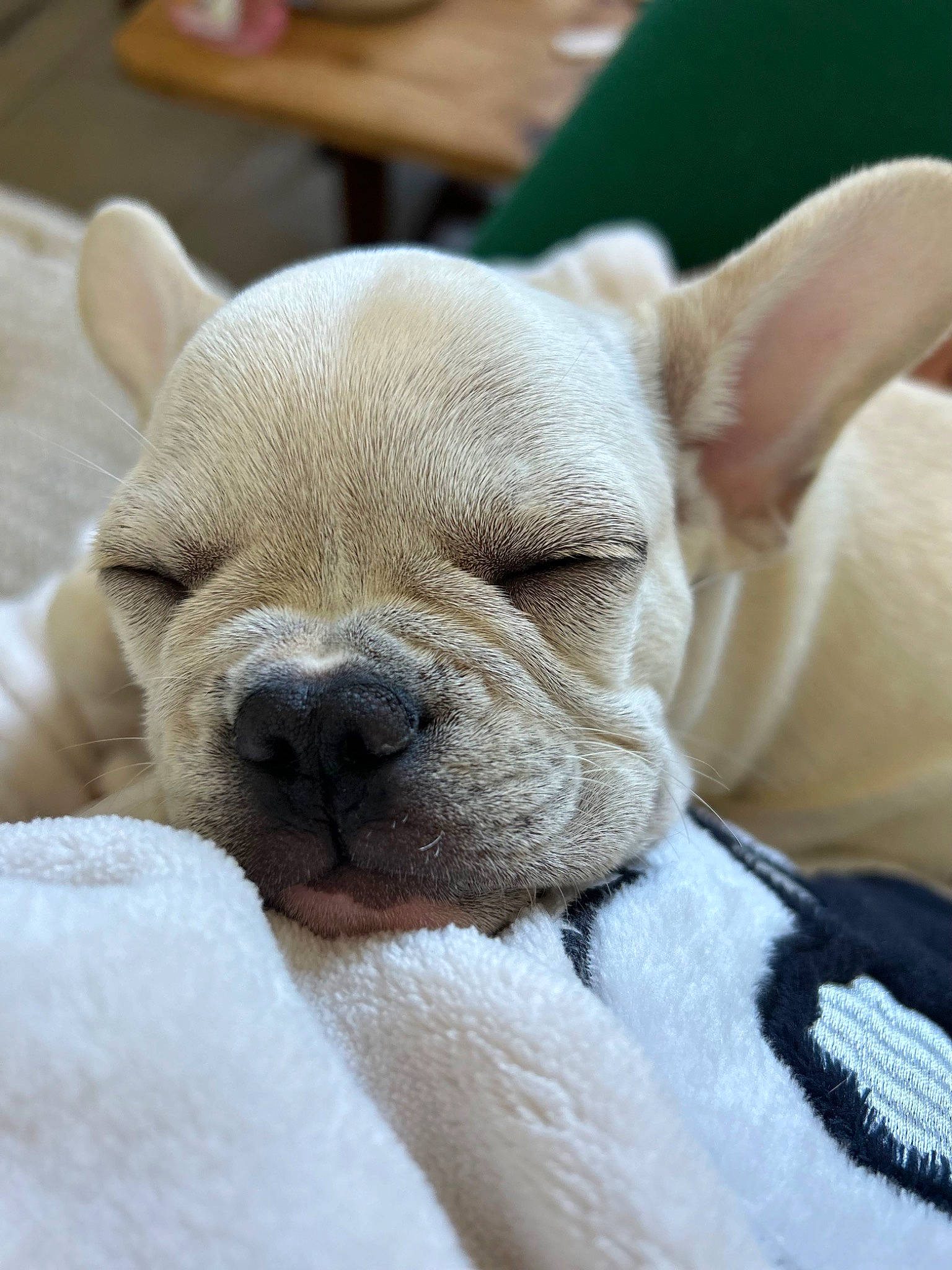 Talya a rejoint le concours — aidez-le/la à gagner de superbes lots ! bulldog, canidae, carnivore, close_up, comfort, companion_dog, dog, dog_breed, ear, eye, fawn, fur, head, mammal, nose, snout, terrestrial_animal, whiskers, working_animal, wrinkle