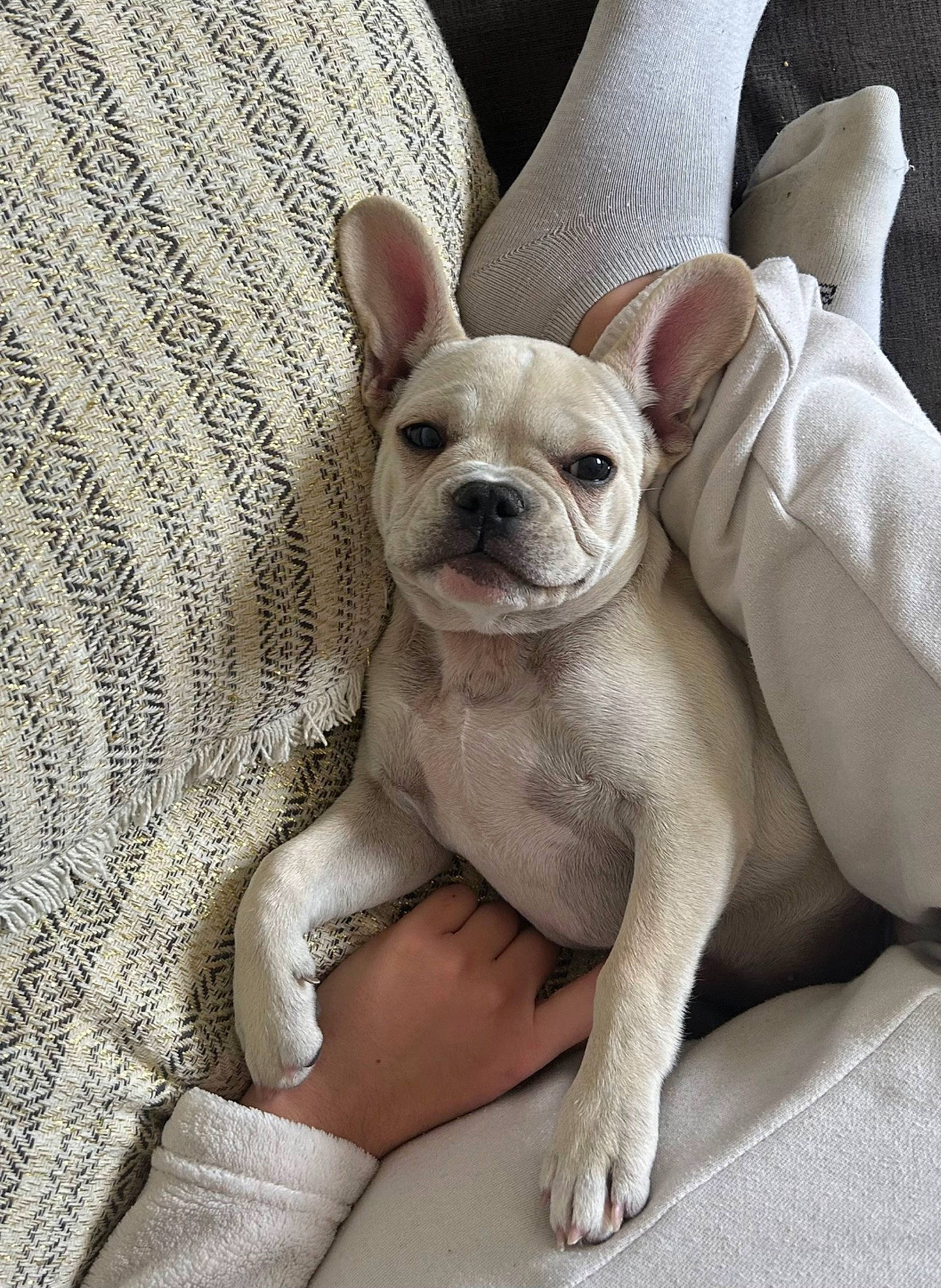 Talya participe au concours pour gagner de l'argent avec cette photo : bulldog, canidae, carnivore, comfort, companion_dog, dog, dog_breed, doily, ear, fawn, linens, sitting, snout, sporting_group, terrestrial_animal, toy_dog, whiskers, working_animal, woven_fabric, wrinkle