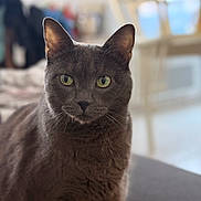 Wess a rejoint le concours — aidez-le/la à gagner de superbes lots ! cat, gray_cat, indoor, pet, feline, animal, closeup, green_eyes, fur, whiskers, couch, domestic_cat, portrait, sitting, looking, household, blurred_background, cozy, calm, cute