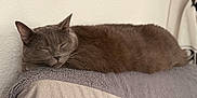 Wess participe au concours pour gagner de l'argent avec cette photo : cat, gray_cat, sleeping, resting, feline, pet, indoor, cozy, soft_texture, towel, fur, animal, peaceful, relaxed, quiet, home, nap, cute, calm, mammal