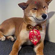 Béni a rejoint le concours — aidez-le/la à gagner de superbes lots ! dog, shiba_inu, bow_tie, pet, indoor, quilted_surface, brown_fur, relaxed, festive, red_accessory, gold_accessory, animal, cute, portrait, paw, window, jewel, calm, companion, pet_accessory