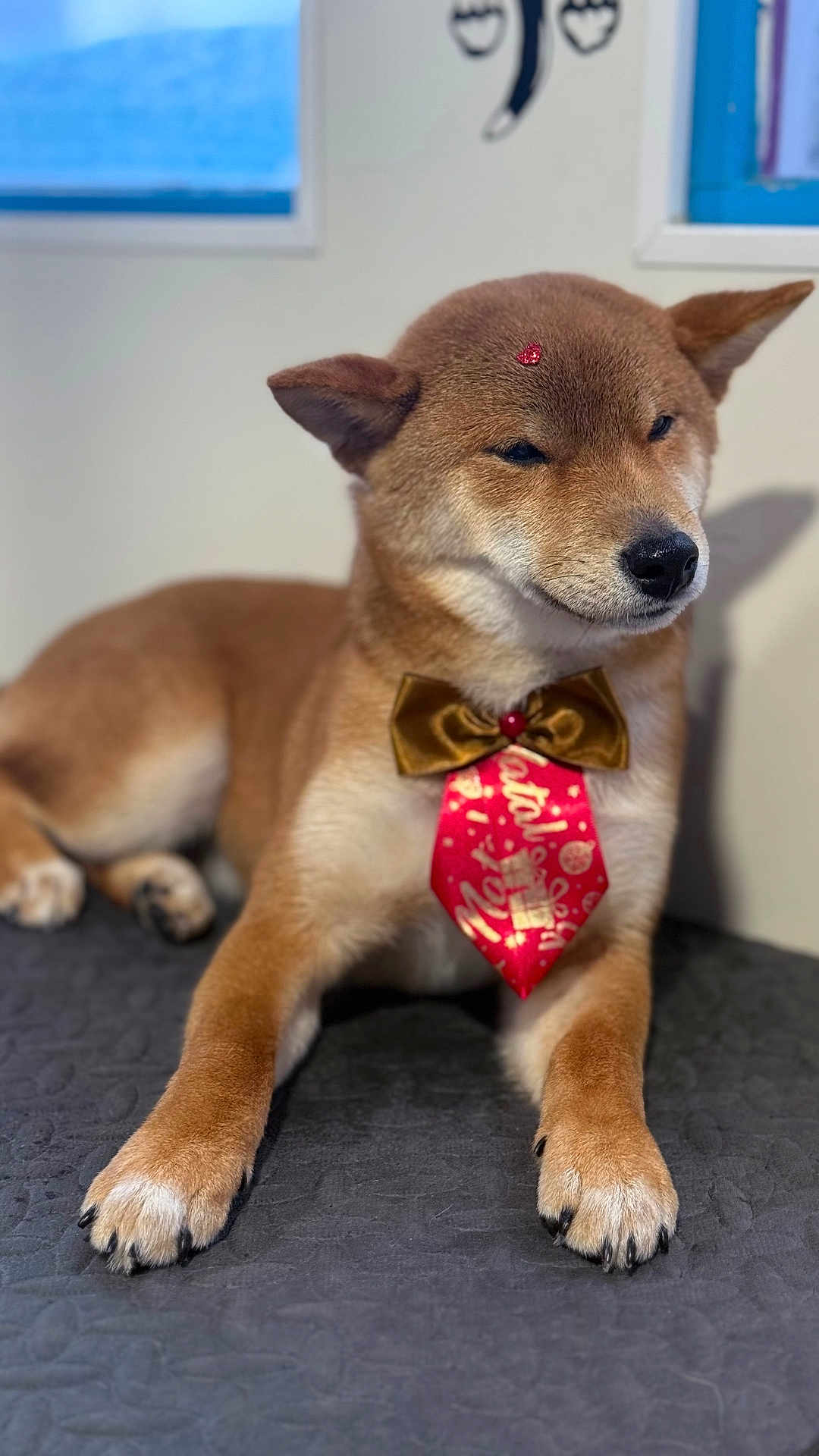 Béni a rejoint le concours — aidez-le/la à gagner de superbes lots ! dog, shiba_inu, bow_tie, pet, indoor, quilted_surface, brown_fur, relaxed, festive, red_accessory, gold_accessory, animal, cute, portrait, paw, window, jewel, calm, companion, pet_accessory