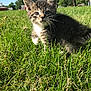 Tinkerbelle is registered to the contest to win money with this photo: kitten, cat, grass, outdoor, sunlight, animal, pet, nature, greenery, young, fur, whiskers, playful, cute, mammal, small, alert, daytime, sky, background