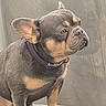 Toby joined the competition — help win amazing prizes! dog, pet, french_bulldog, sitting, collar, ears, paw, fur, brown, black, tan, indoor, cushion, close_up, portrait, animal, canine, companion, cute, alert