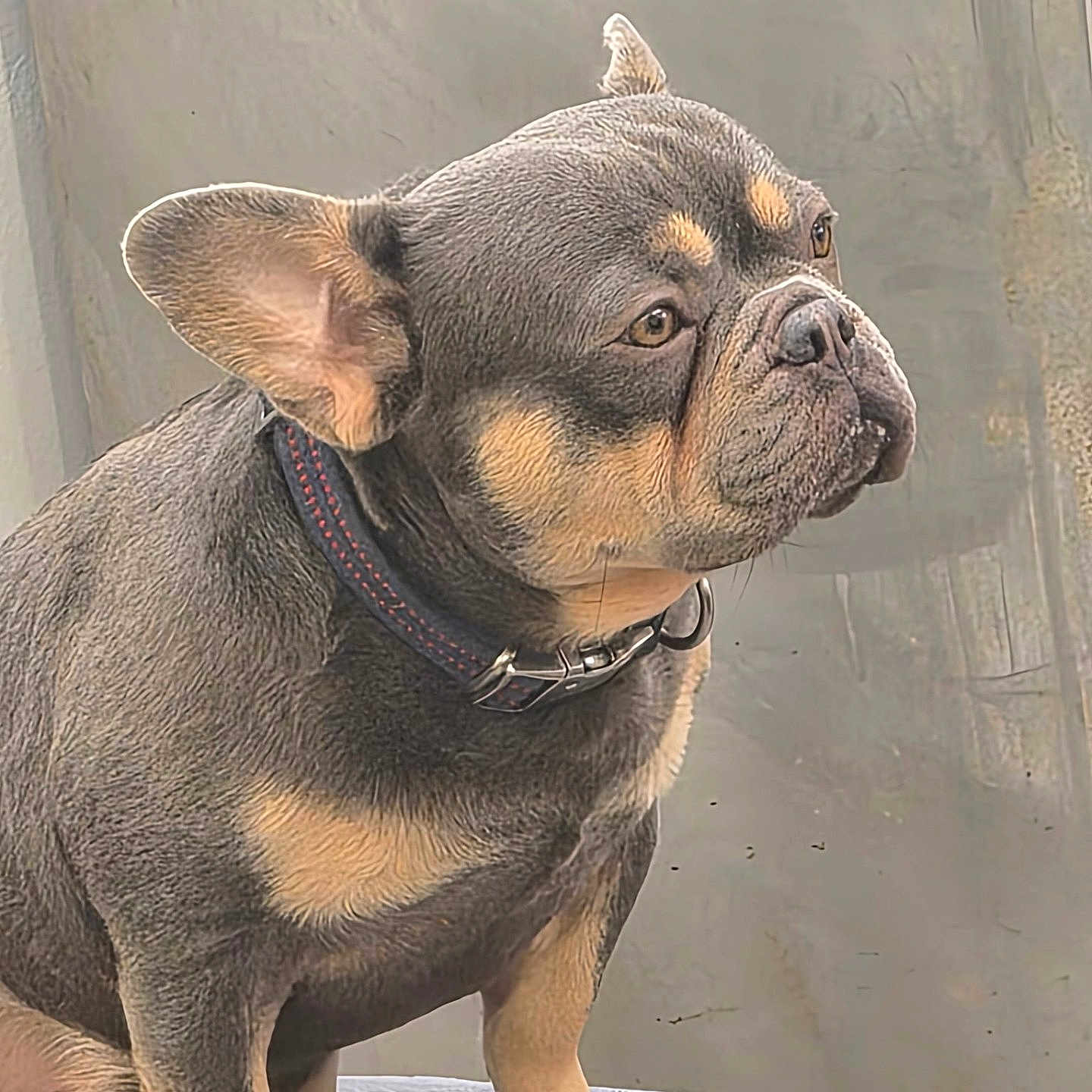 Toby