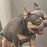 dog, pet, canine, bulldog, sitting, yawning, collar, fur, ears, mouth, tongue, indoor, animal, expression, paw, snout, grey, brown, background, resting