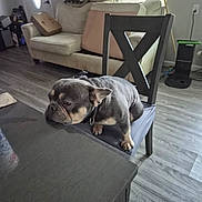 Toby is registered to the contest to win money with this photo: french_bulldog, dog, chair, table, living_room, couch, floor, window_blinds, door, pillow, wooden_floor, pet, domestic_animal, indoor, furniture, resting, waiting, sad, canine, collar