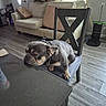 french_bulldog, dog, chair, table, living_room, couch, floor, window_blinds, door, pillow, wooden_floor, pet, domestic_animal, indoor, furniture, resting, waiting, sad, canine, collar