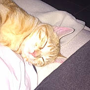 Oggy participe au concours pour gagner de l'argent avec cette photo : animal, baby, bed, bedroom, blanket, cat, couch, cushion, face, furniture, head, homedecor, indoors, kitten, person, pet, photography, portrait, room, sleeping