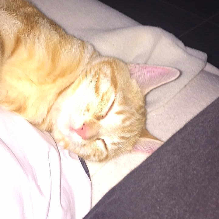 Oggy participe au concours pour gagner de l'argent avec cette photo : animal, baby, bed, bedroom, blanket, cat, couch, cushion, face, furniture, head, homedecor, indoors, kitten, person, pet, photography, portrait, room, sleeping