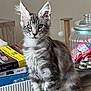 kitten, cat, gray_tabby, fur, ears, whiskers, eyes, pets, indoor, wooden_surface, books, jar, candy, curious, sitting, cute, feline, young, domestic_cat, table