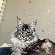 Alma participe au concours pour gagner de l'argent avec cette photo : animal, cat, couch, cozy, cute, domestic_animal, ears, feline, fluffy, fur, furniture, heart_overlay, indoor, pet, portrait, relaxed, resting, tabby, whiskers, yellow_eyes