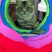 Alma a rejoint le concours — aidez-le/la à gagner de superbes lots ! cat, tabby, animal, pet, indoor, colorful, tunnel, toy, fur, whiskers, ears, eyes, face, relaxing, home, curtain, fabric, playful, closeup, cozy