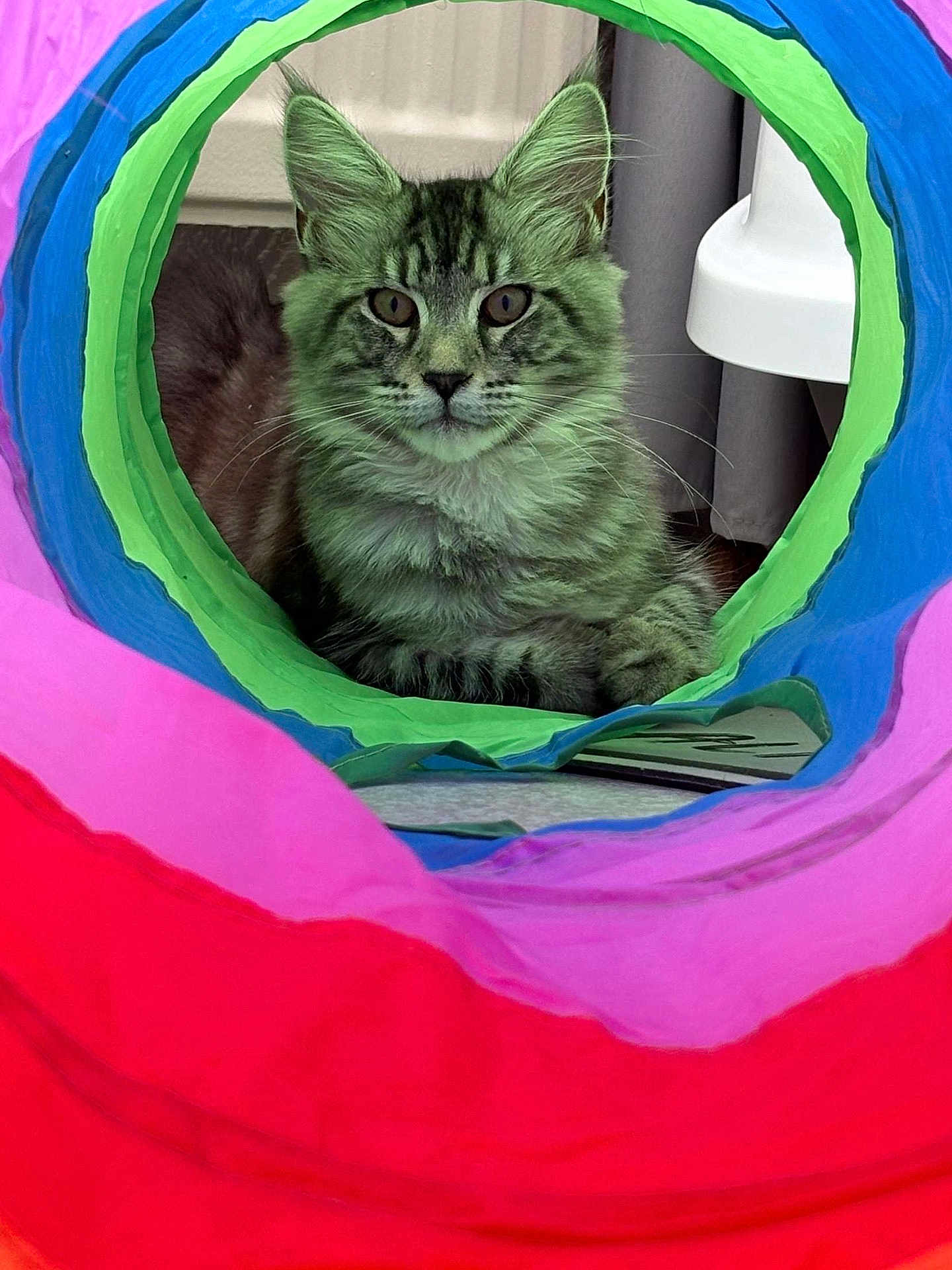 Alma a rejoint le concours — aidez-le/la à gagner de superbes lots ! cat, tabby, animal, pet, indoor, colorful, tunnel, toy, fur, whiskers, ears, eyes, face, relaxing, home, curtain, fabric, playful, closeup, cozy