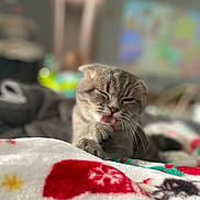 Muffin joined the competition — help win amazing prizes! blanket, bokeh, cat, close_up, cozy, cute, feline, fur, home, indoor, licking, patterned_blanket, paw, pet, portrait, shallow_depth_of_field, sleepy, soft_texture, tongue, whiskers