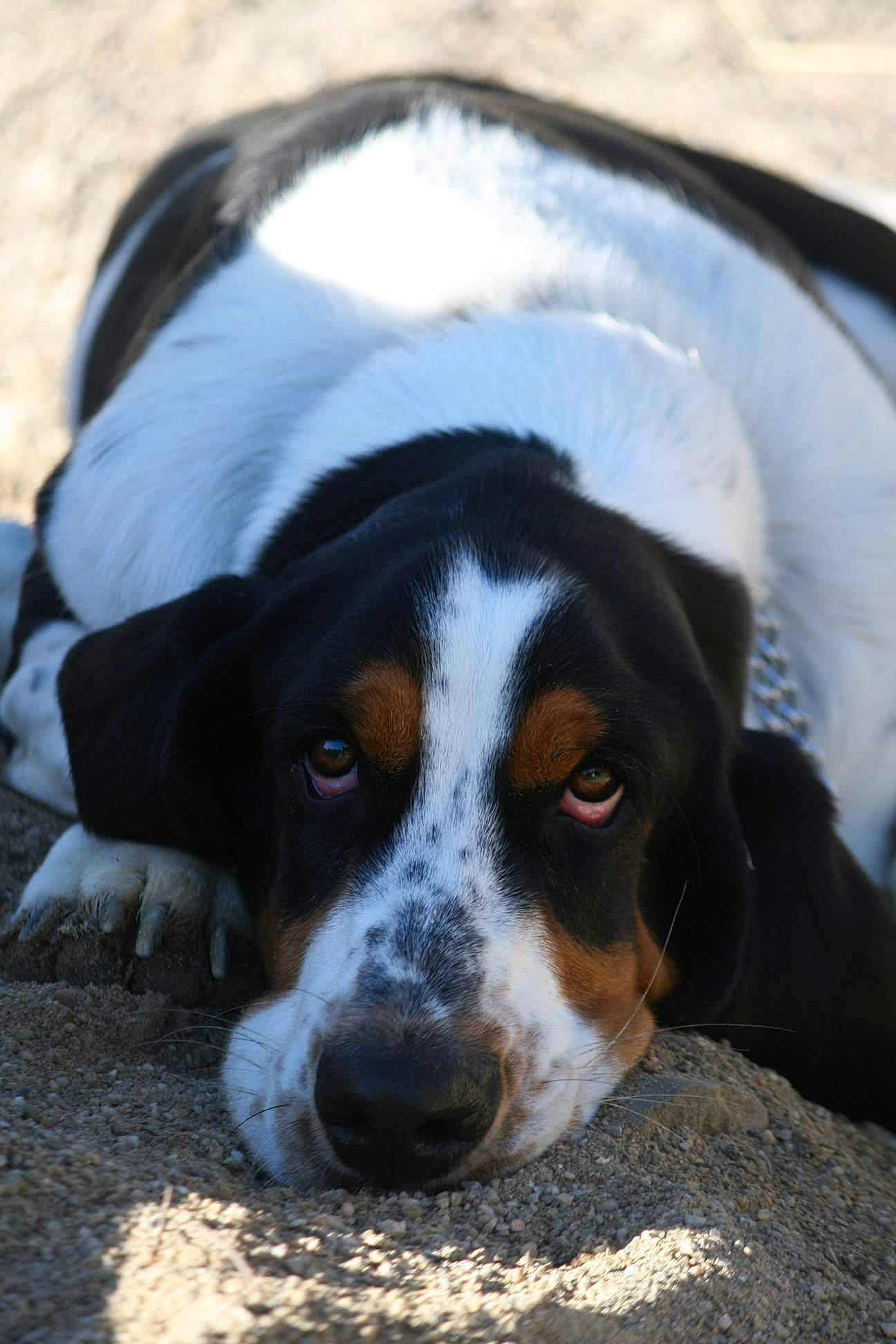 Capone participe au concours pour gagner de l'argent avec cette photo : appenzeller_sennenhund, bernese_mountain_dog, bluetick_coonhound, canidae, carnivore, coonhound, dog, dog_breed, entlebucher_mountain_dog, greater_swiss_mountain_dog, hunting_dog, mammal, rare_breed_dog, snout, sporting_group, vertebrate, working_dog