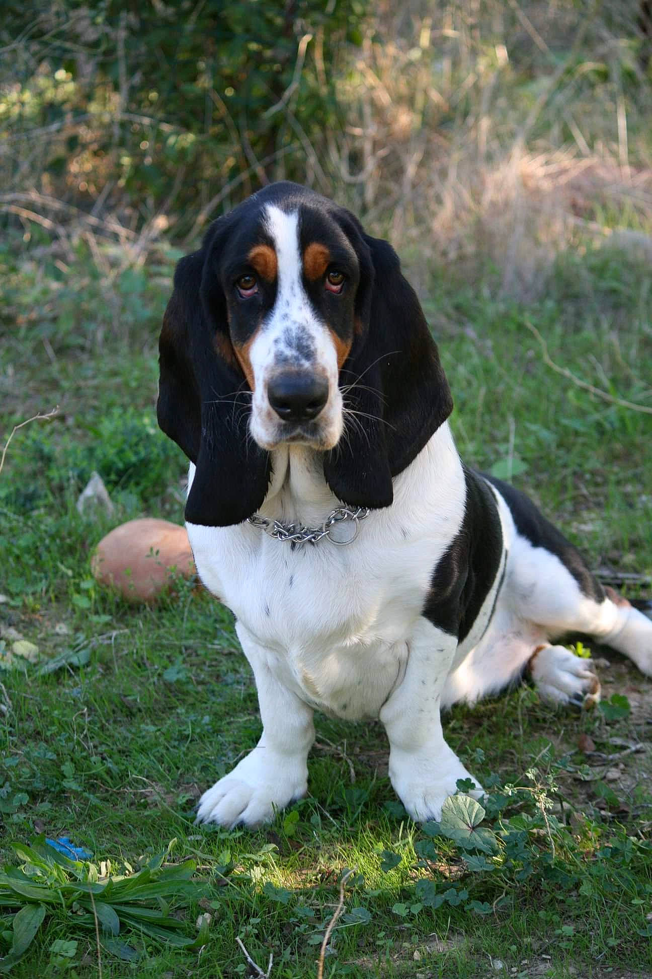 Capone participe au concours pour gagner de l'argent avec cette photo : artois_hound, basset_artesien_normand, basset_bleu_de_gascogne, basset_hound, canidae, carnivore, coonhound, dog, dog_breed, finnish_hound, halden_hound, hound, mammal, rare_breed_dog, scent_hound, schweizer_laufhund, serbian_tricolour_hound, sporting_group, vertebrate, westphalian_dachsbracke