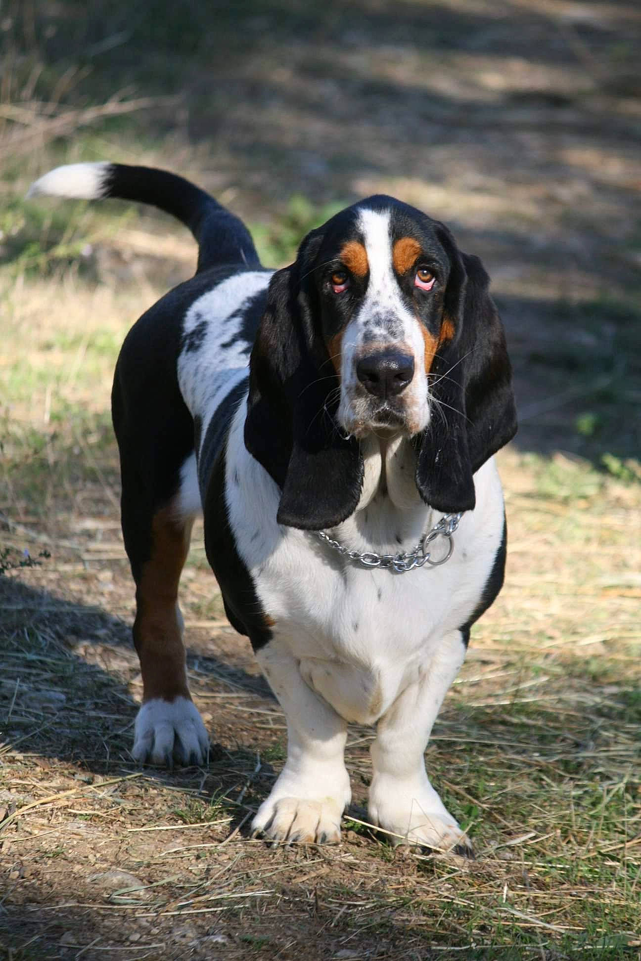 Capone participe au concours pour gagner de l'argent avec cette photo : artois_hound, basset_artesien_normand, basset_bleu_de_gascogne, basset_hound, canidae, carnivore, coonhound, dog, dog_breed, gascon_saintongeois, hound, hunting_dog, mammal, rare_breed_dog, scent_hound, schweizer_laufhund, snout, sporting_group, vertebrate