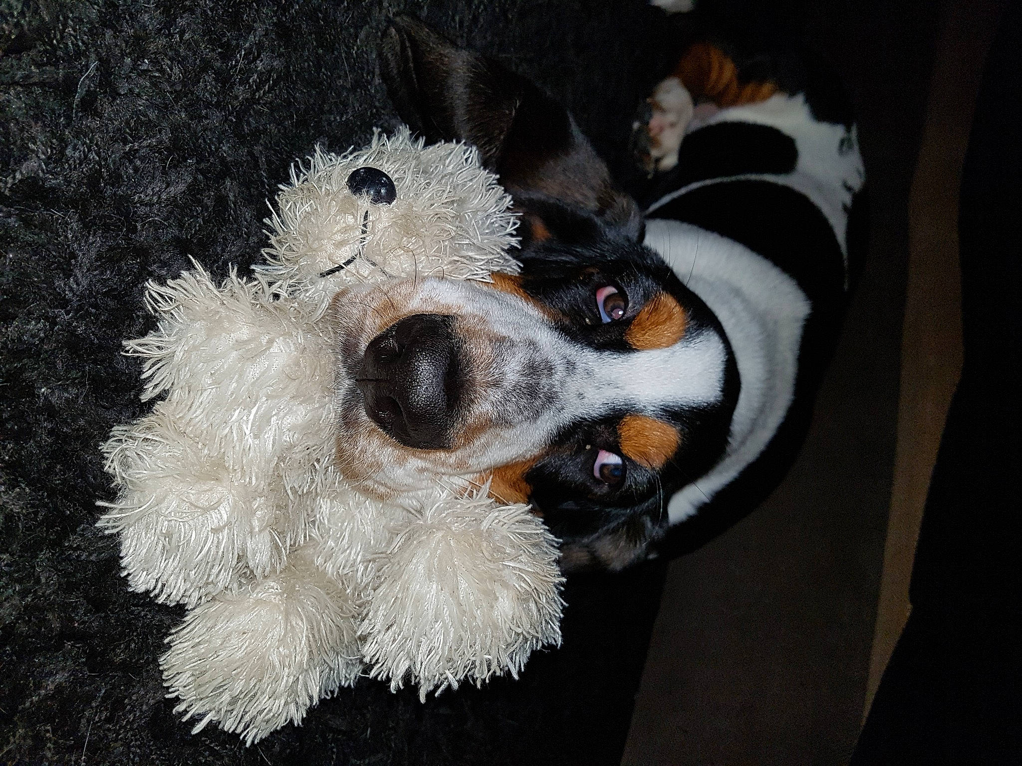 Capone a rejoint le concours — aidez-le/la à gagner de superbes lots ! bernese_mountain_dog, canidae, carnivore, cavachon, cavalier_king_charles_spaniel, cavapoo, dog, dog_breed, fur, puppy, sporting_group, terrier