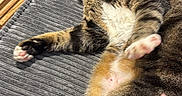 Juju joined the competition — help win amazing prizes! cat, tabby_cat, pet, animal, feline, indoor, couch, gray_couch, hand, paw, fur, whiskers, cute, yawning, relaxed, striped, domestic_animal, pink_paw, playful, cozy