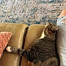 cat, tabby_cat, couch, leather, paw, stretching, person, ripped_jeans, indoor, cozy, relaxing, feline, fur, striped, home, wall, textured_wall, pink_pillow, resting, pet
