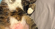 Juju is registered to the contest to win money with this photo: animal, bed, bedding, blue_blanket, cat, cute, domestic_animal, feline, fur, gray_sheet, indoor, lying_down, paws, pet, pink_skin, relaxed, shaved_patch, sleepy, tabby_cat, whiskers