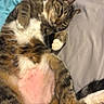 cat, tabby_cat, pet, animal, bed, bedding, blue_blanket, gray_sheet, lying_down, shaved_patch, pink_skin, paws, relaxed, indoor, feline, sleepy, fur, whiskers, cute, domestic_animal