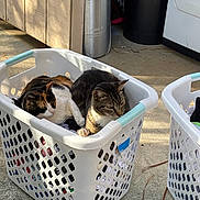 Juju is registered to the contest to win money with this photo: cat, cats, laundry_basket, clothes, indoor, sunlight, concrete_floor, wooden_wall, relaxing, pet, feline, resting, domestic, household, basket, two_cats, calm, warm_light, animal, companions