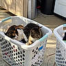 cat, cats, laundry_basket, clothes, indoor, sunlight, concrete_floor, wooden_wall, relaxing, pet, feline, resting, domestic, household, basket, two_cats, calm, warm_light, animal, companions