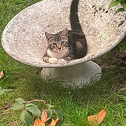 Milo participe au concours pour gagner de l'argent avec cette photo : cat, tabby_cat, outdoor, garden, grass, leaf, chair, animal, pet, relaxing, nature, greenery, feline, wildlife, resting, plant, seat, curious, wild, mammal