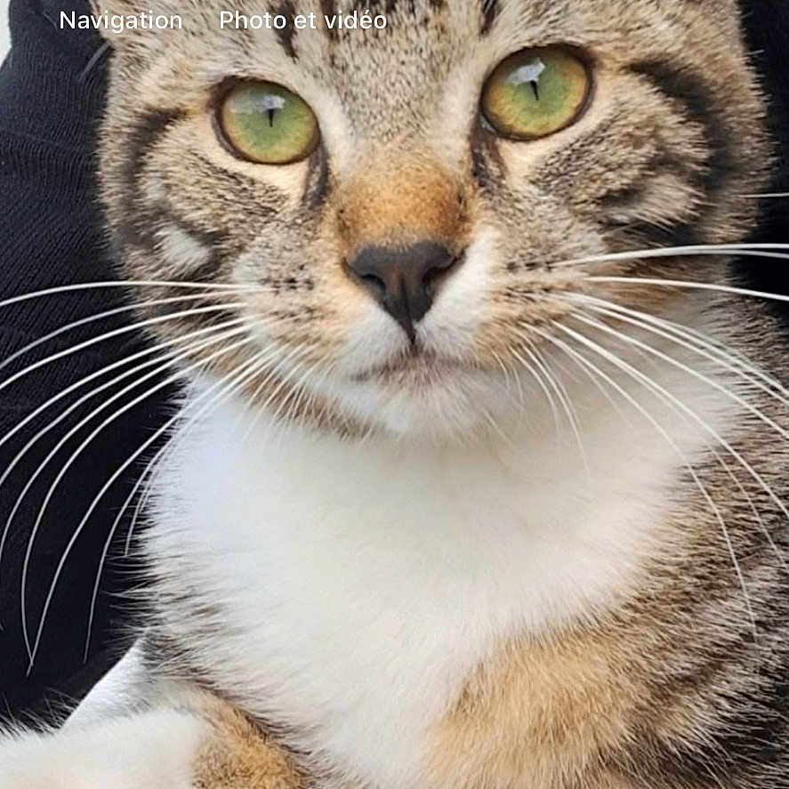 Milo a rejoint le concours — aidez-le/la à gagner de superbes lots ! animal, app_icons, background, cat, close_up, cute, domestic_animal, face, feline, fur, green_eyes, home, paw, pet, portrait, resting, smartphone_screenshot, tabby, technology, whiskers