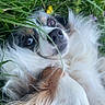 animal, blue_eye, brown_eye, close_up, cute, dog, ears, flower, fluffy, fur, grass, greenery, lying_down, nature, outdoor, pet, purple_flower, relaxed, snout, whiskers