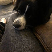 Bear is registered to the contest to win money with this photo: dog, black_and_white, close_up, pet, resting, indoor, denim, leg, cozy, soft_lighting, companion, animal, cute, fur, snout, whiskers, relaxed, home, comfort, casual