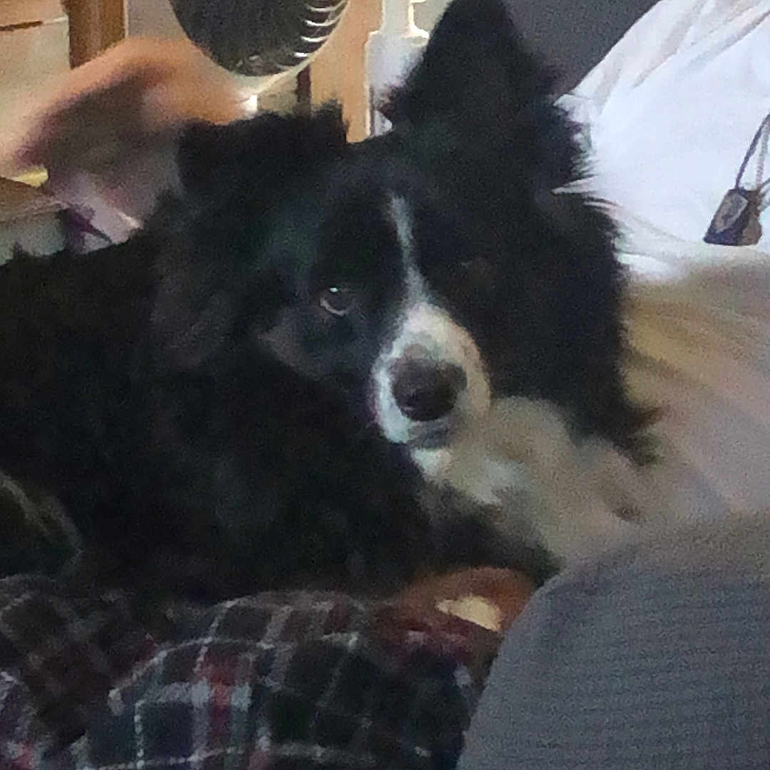 Bear joined the competition — help win amazing prizes! animal, black_and_white, comfortable, couch, cozy, dog, domestic, ears, fan, fur, furniture, hand, home, indoor, living_room, pet, plaid_blanket, relaxing, resting, white_shirt