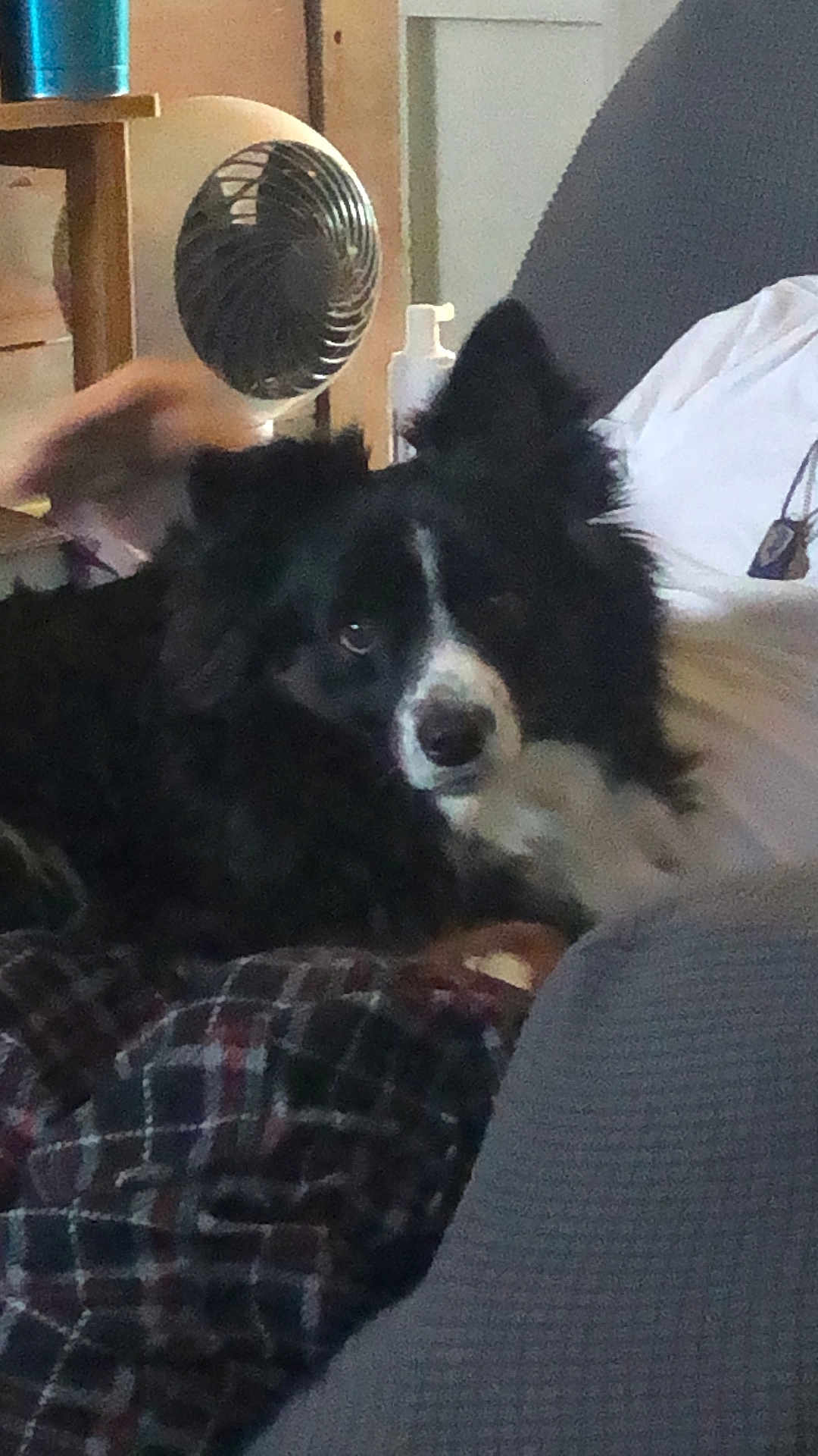 Bear joined the competition — help win amazing prizes! dog, black_and_white, plaid_blanket, indoor, fan, hand, resting, comfortable, pet, furniture, couch, white_shirt, home, relaxing, fur, ears, animal, living_room, cozy, domestic