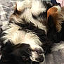 Bear is registered to the contest to win money with this photo: dog, fluffy, black, white, brown, lying_down, playing, pet, indoor, blanket, cozy, smiling, teeth, fur, relaxed, bedroom, pillow, cute, animal, canine